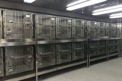 南京动物实验室应该怎么设计？分开设置、保持整洁
